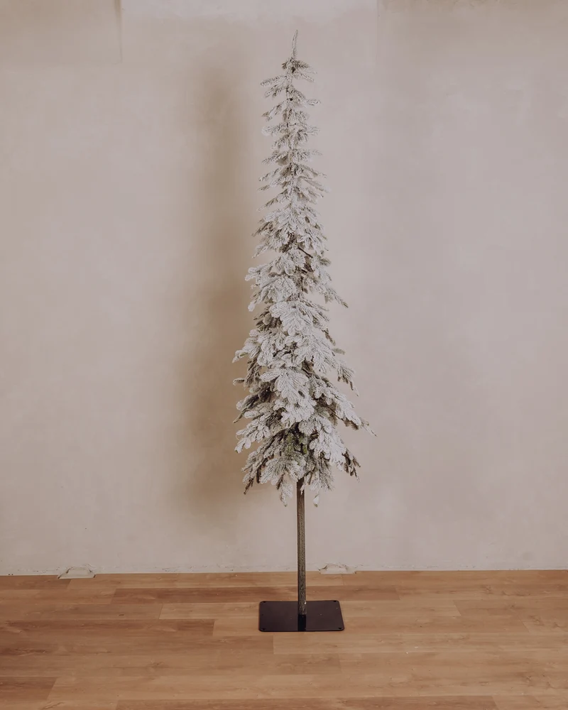 Sapin Alpin flocké