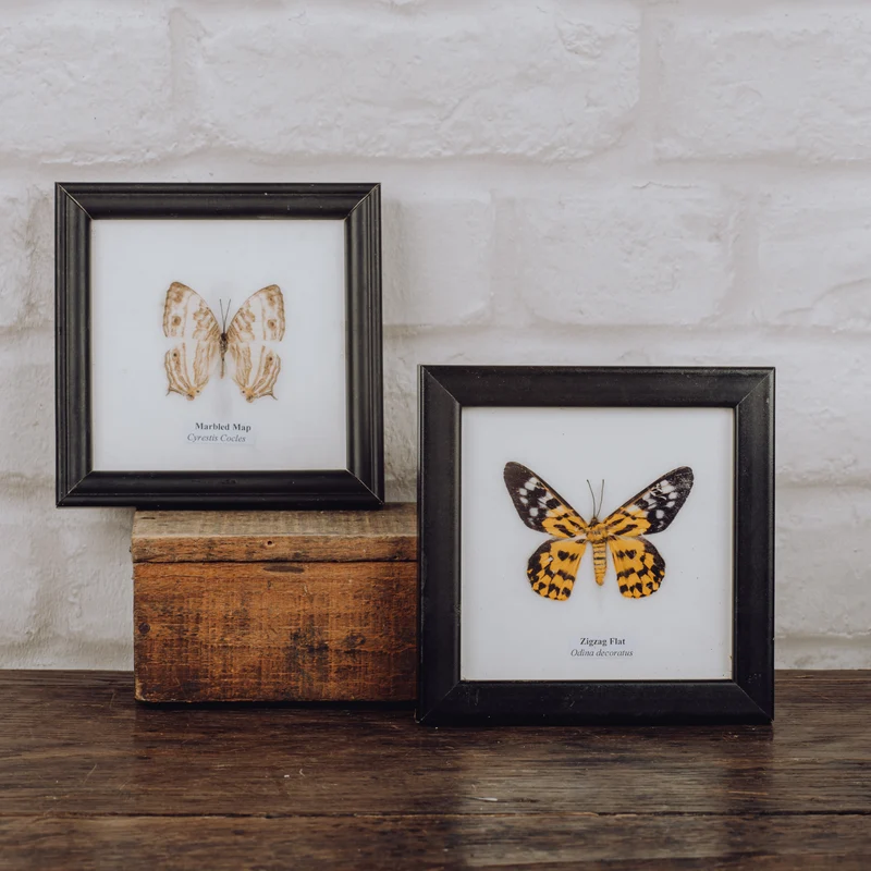 Papillon encadré