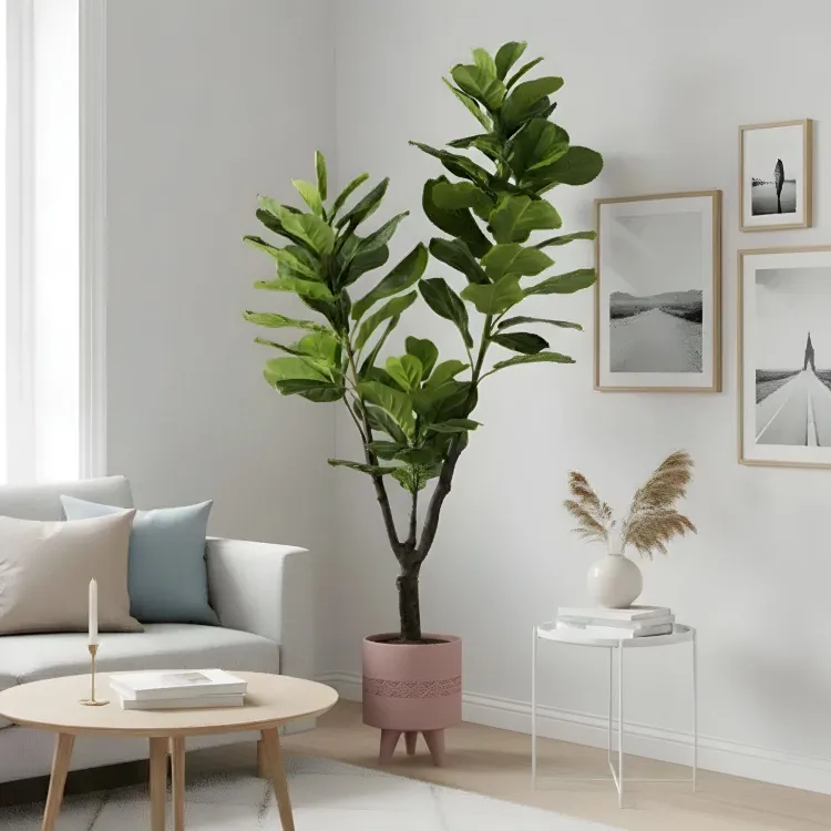Plante artificielle "FIGUIER LYRE" 180CM ref:3352